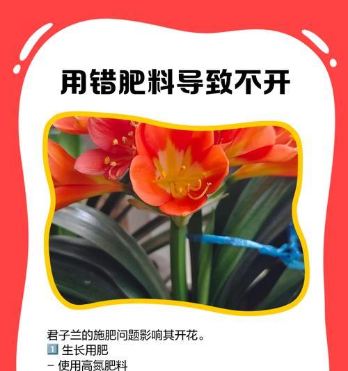 君子兰叶子不生长的原因分析？