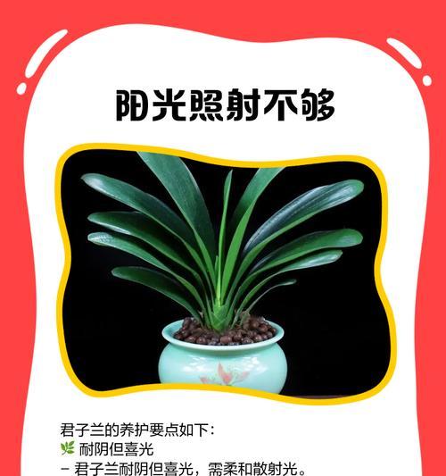 君子兰叶子不生长的原因分析？