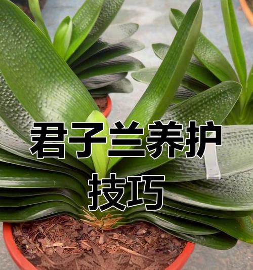 君子兰的介绍及养殖方法？