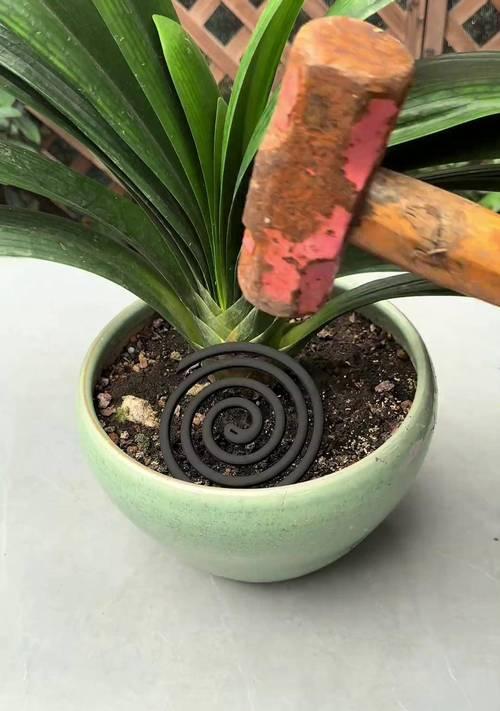 君子兰无人养护仍开花的原因？