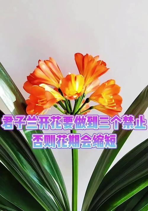 君子兰无人养护仍开花的原因？