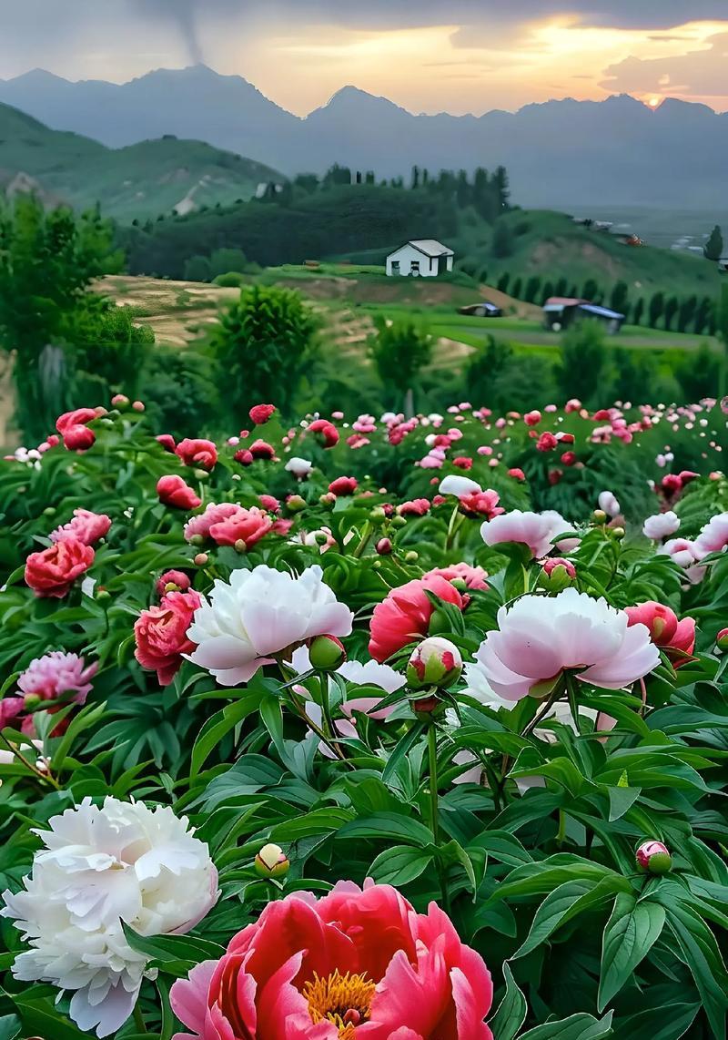 单棵牡丹花开花的养殖技巧？