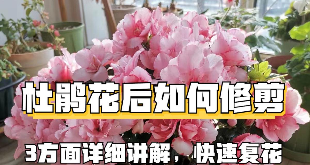 玫瑰花与杜鹃花修剪技巧是什么？