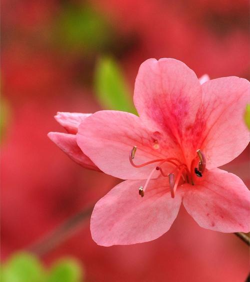 玫瑰花与杜鹃花修剪技巧是什么？