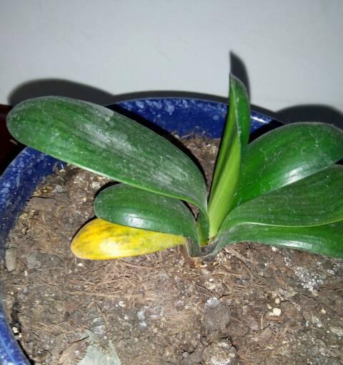 君子兰植料叶子发黄的原因及解决方法？