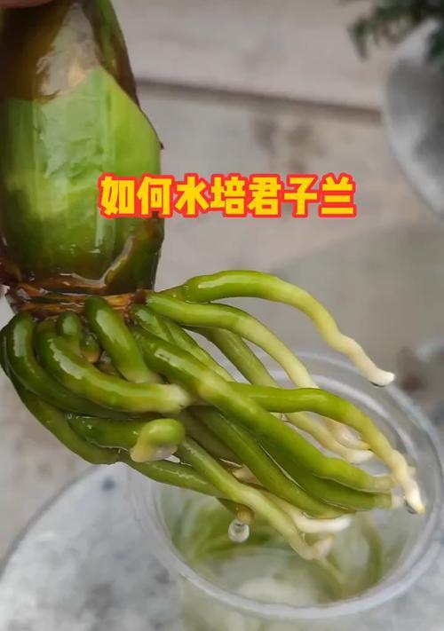 水培君子兰如何长得更大？