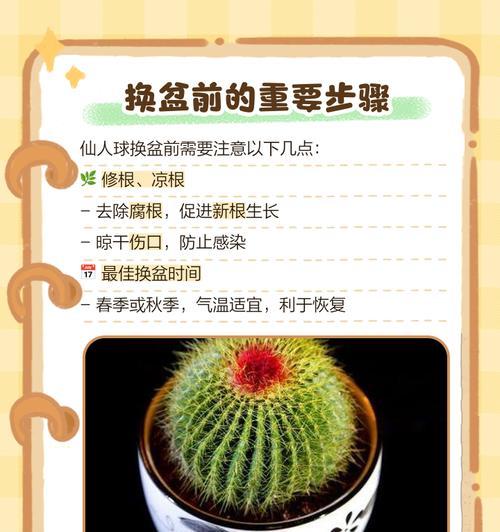 仙人球的正确栽培方法和土壤选择是什么？