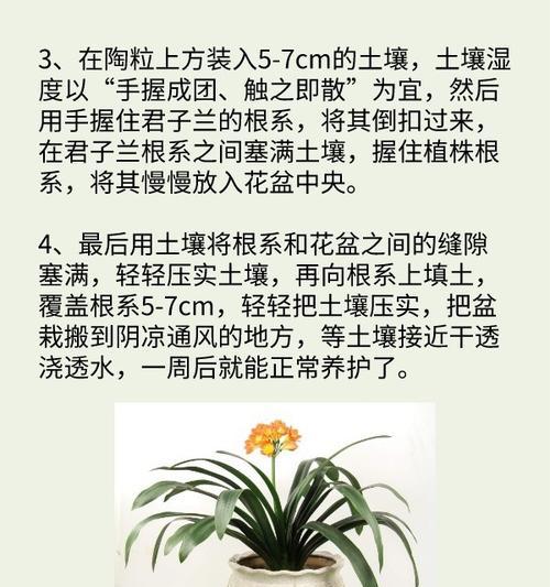 冬天君子兰换土和浇水的正确方法是什么？