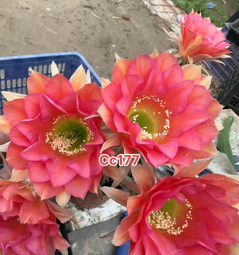 仙人球彩草的繁殖技巧有哪些？