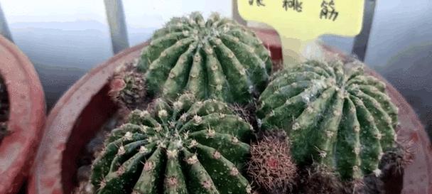 仙人球彩草的繁殖技巧有哪些？