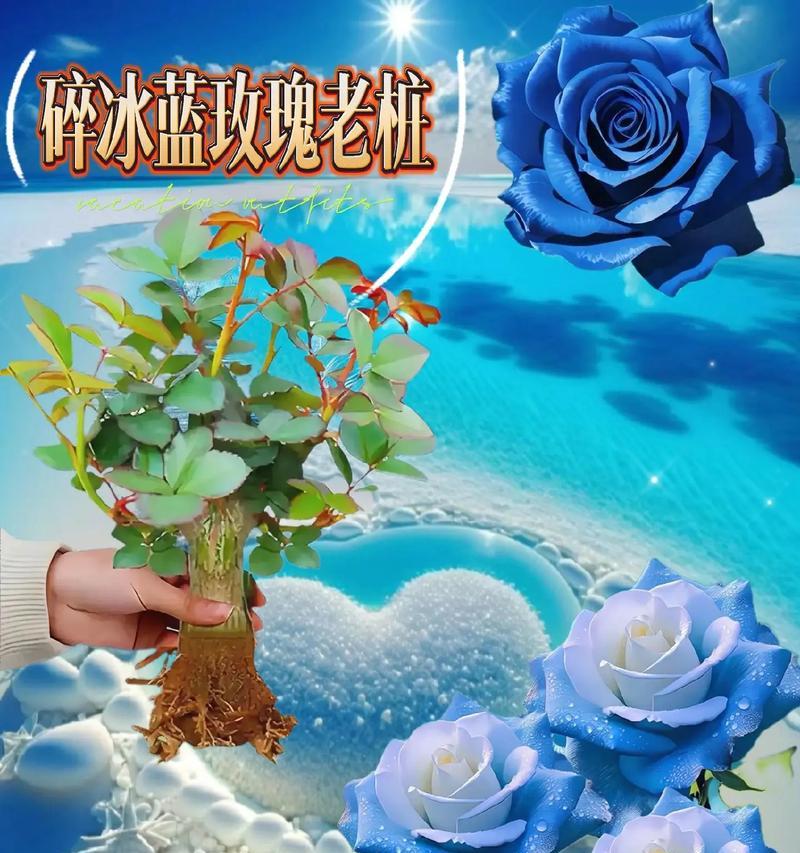 哪些玫瑰花适合盆栽种植？