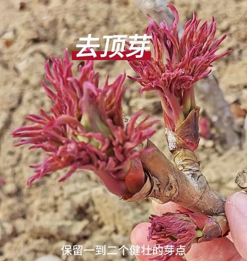 牡丹花种植如何促进芽子生长？