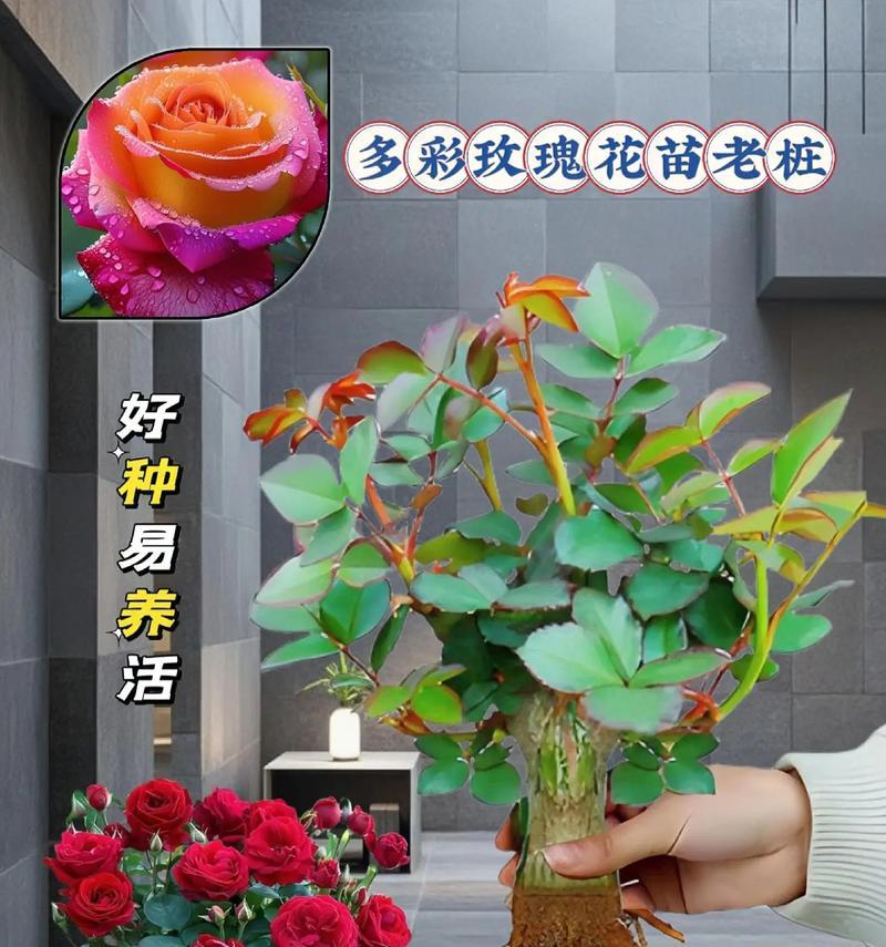 阳台混色玫瑰花的养护技巧有哪些？