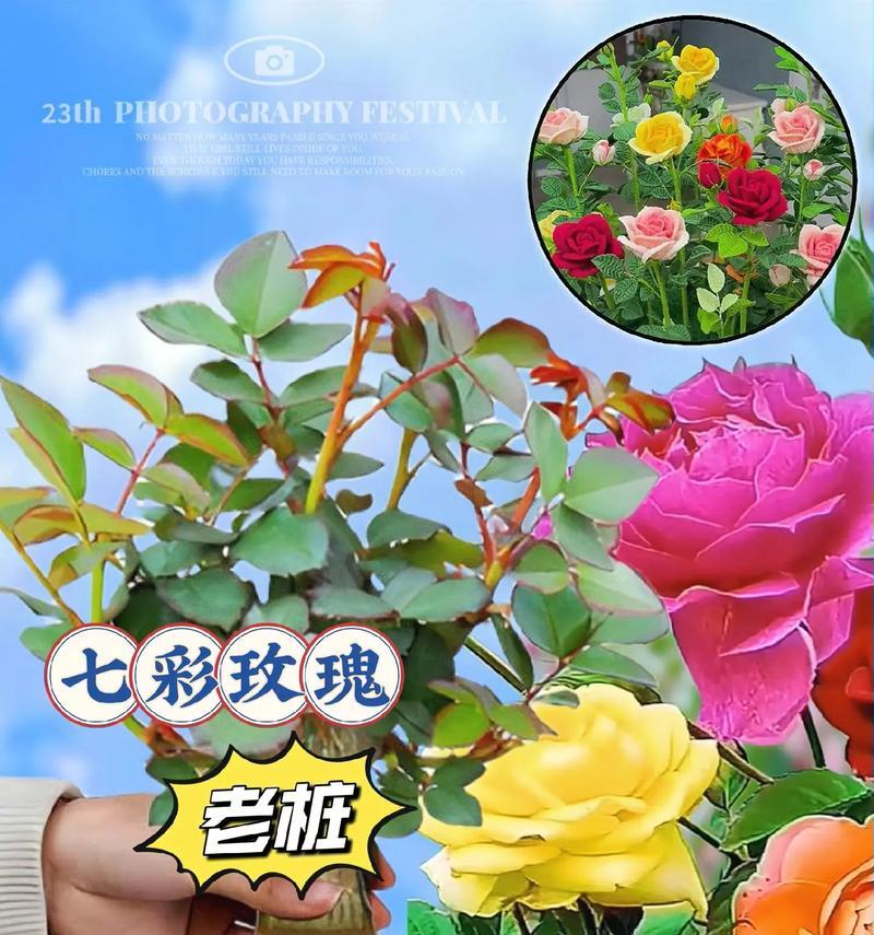 阳台混色玫瑰花的养护技巧有哪些？