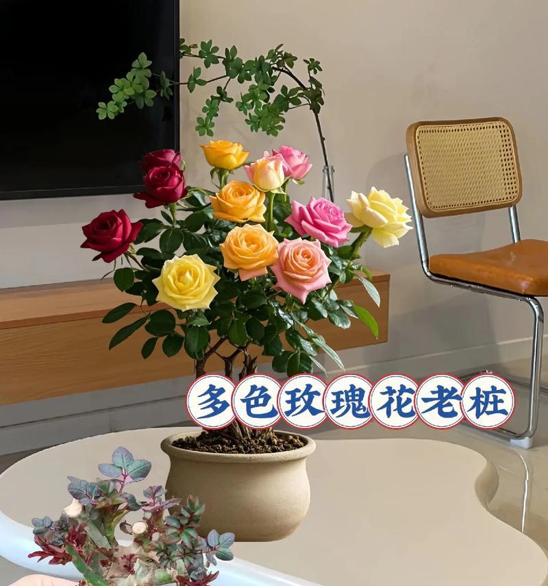 阳台混色玫瑰花的养护技巧有哪些？