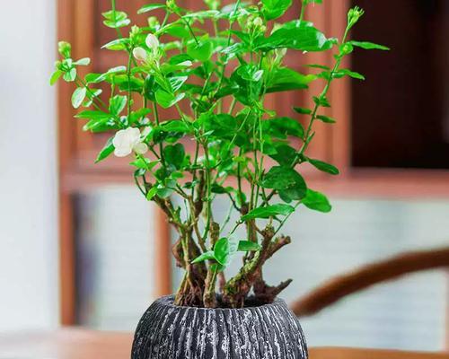 水泥花盆裱玫瑰花的正确方法是什么？