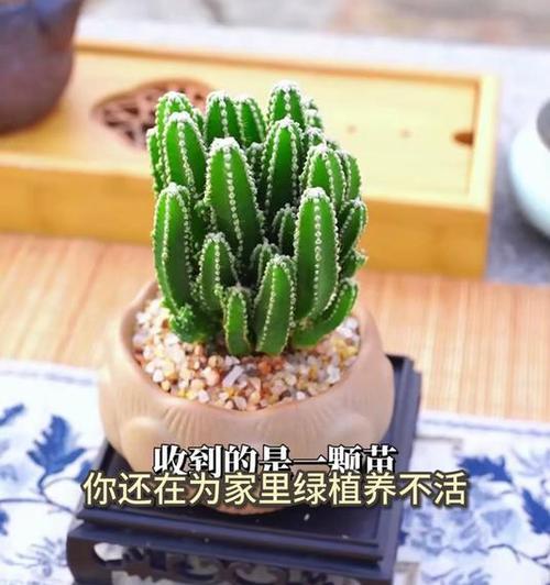 大仙人掌老桩的养护和管理技巧是什么？