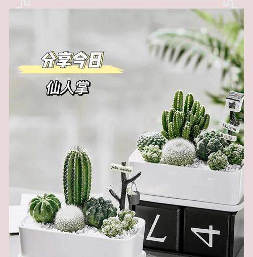 大仙人掌老桩的养护和管理技巧是什么？