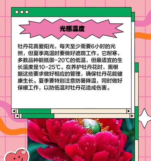 牡丹花颜色变化的原因及正确的养护方法是什么？