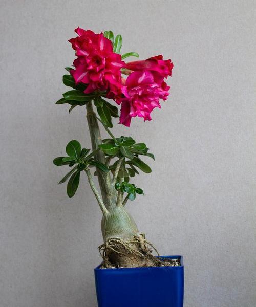 如何为牡丹花选择合适的花盆？