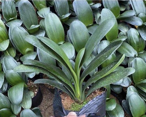 君子兰正常开花后能存活多长时间？
