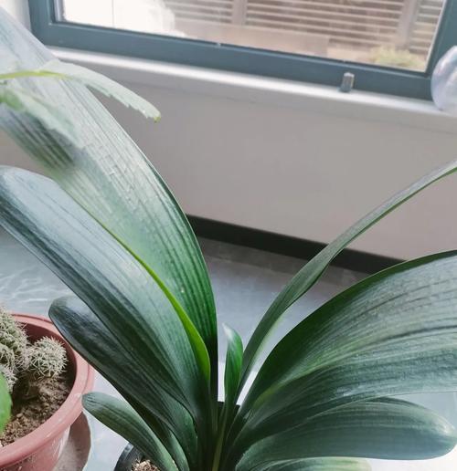 君子兰正常开花后能存活多长时间？