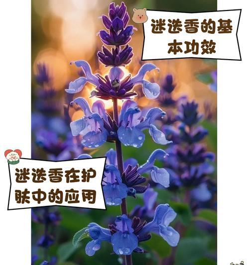 白色迷迭香的花语是什么？迷迭香的寓意有哪些？