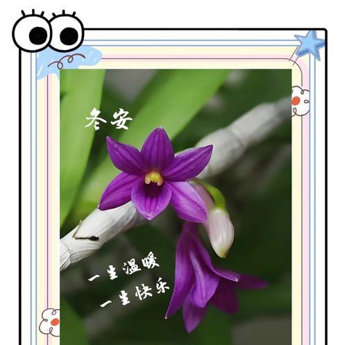 一个冬天的花语是什么？如何用花语表达冬季情感？