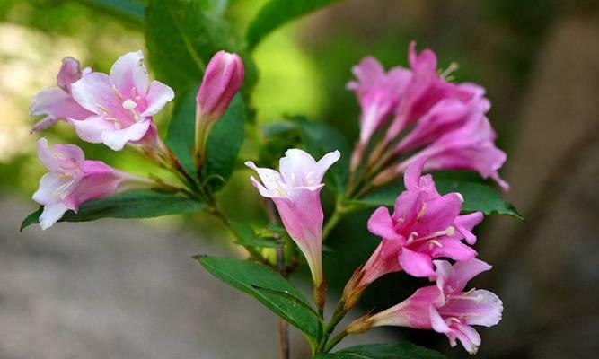 锦带花的花语是什么？它象征着什么意义？