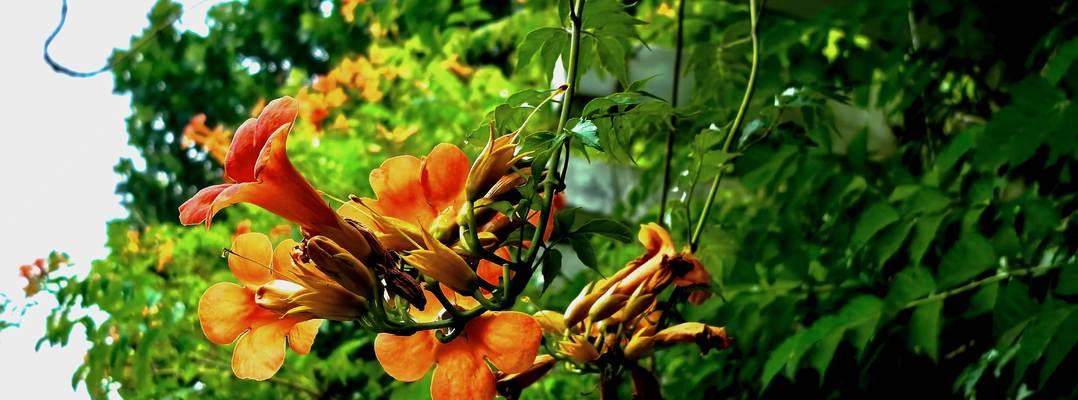 灵凌霄花如何种植？它的花语和寓意是什么？