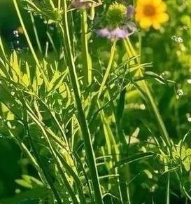 满天星烂根是什么原因？它的花语有何影响？