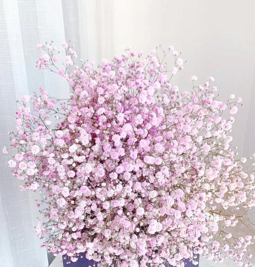 满天星烂根是什么原因？它的花语有何影响？