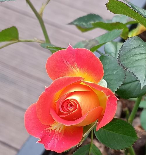 蓝紫月季花的花语是什么？它象征着怎样的情感？