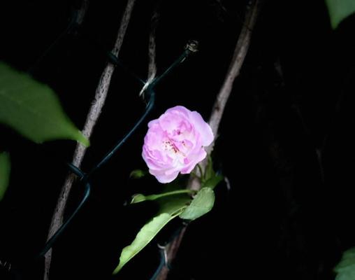 蓝紫月季花的花语是什么？它象征着怎样的情感？