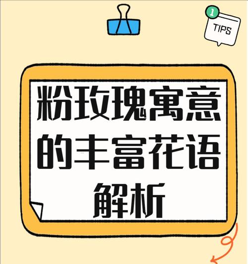 橙玫瑰的花语象征和寓意是什么？
