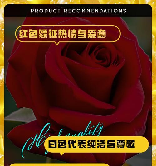 橙玫瑰的花语象征和寓意是什么？