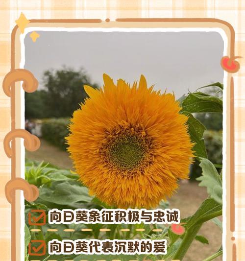 哪些花的花语与向日葵相近？