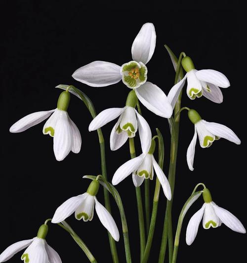 雪滴花的花语代表勇气吗？雪滴花的寓意是什么？