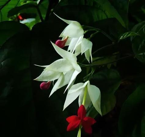 龙吐珠的花语有特殊含义吗？龙吐珠花语助孕是真的吗？