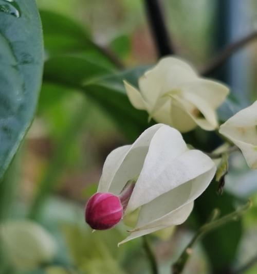 龙吐珠的花语有特殊含义吗？龙吐珠花语助孕是真的吗？