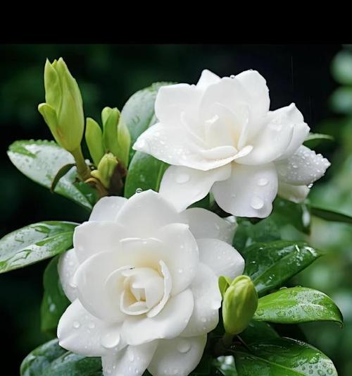 栀子花的花语象征着什么？栀子花的寓意有哪些？