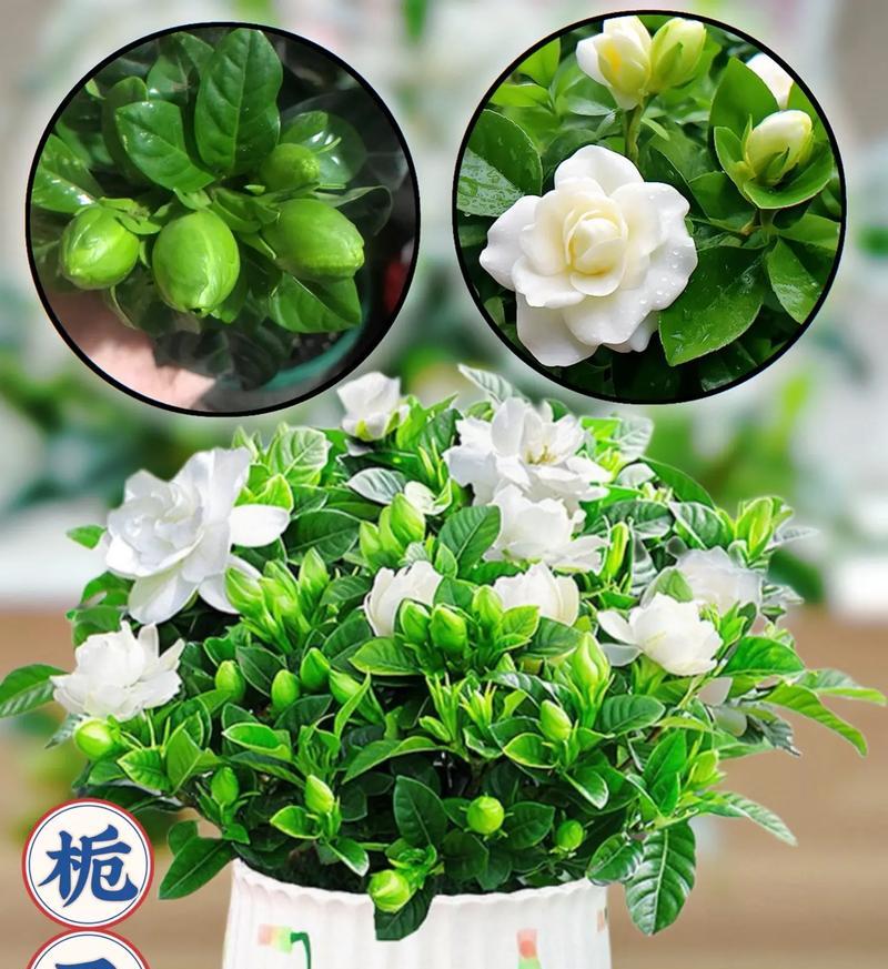 栀子花的花语象征着什么？栀子花的寓意有哪些？