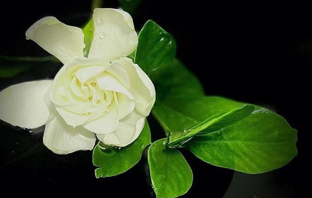 栀子花的花语象征着什么？栀子花的寓意有哪些？