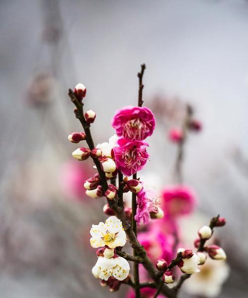 梅花的花语是什么样的？梅花象征着什么？