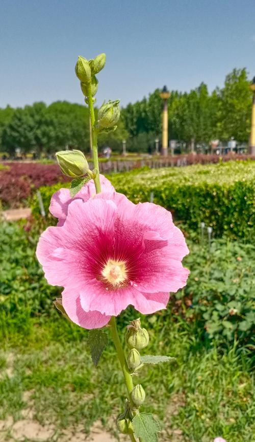 白蜀葵花语及象征意义是什么？