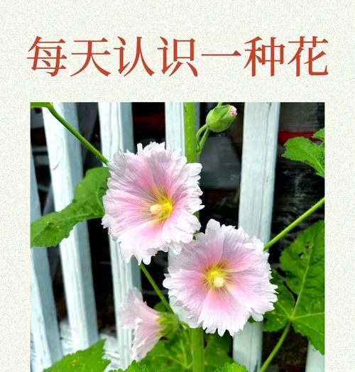 白蜀葵花语及象征意义是什么？