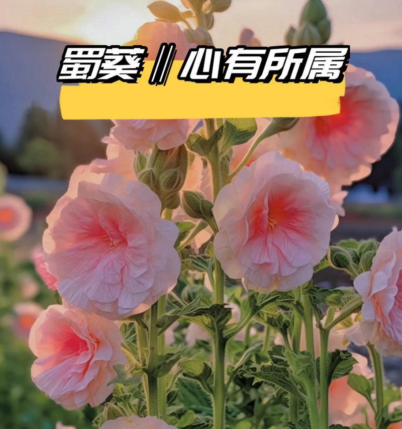 白蜀葵花语及象征意义是什么？