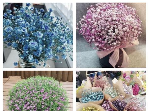 满天星配的花语是什么？满天星的寓意是什么？
