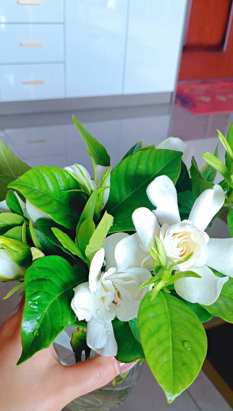 桅子花的花语和象征意义有哪些？