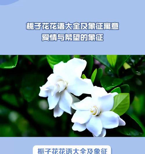 桅子花的花语和象征意义有哪些？